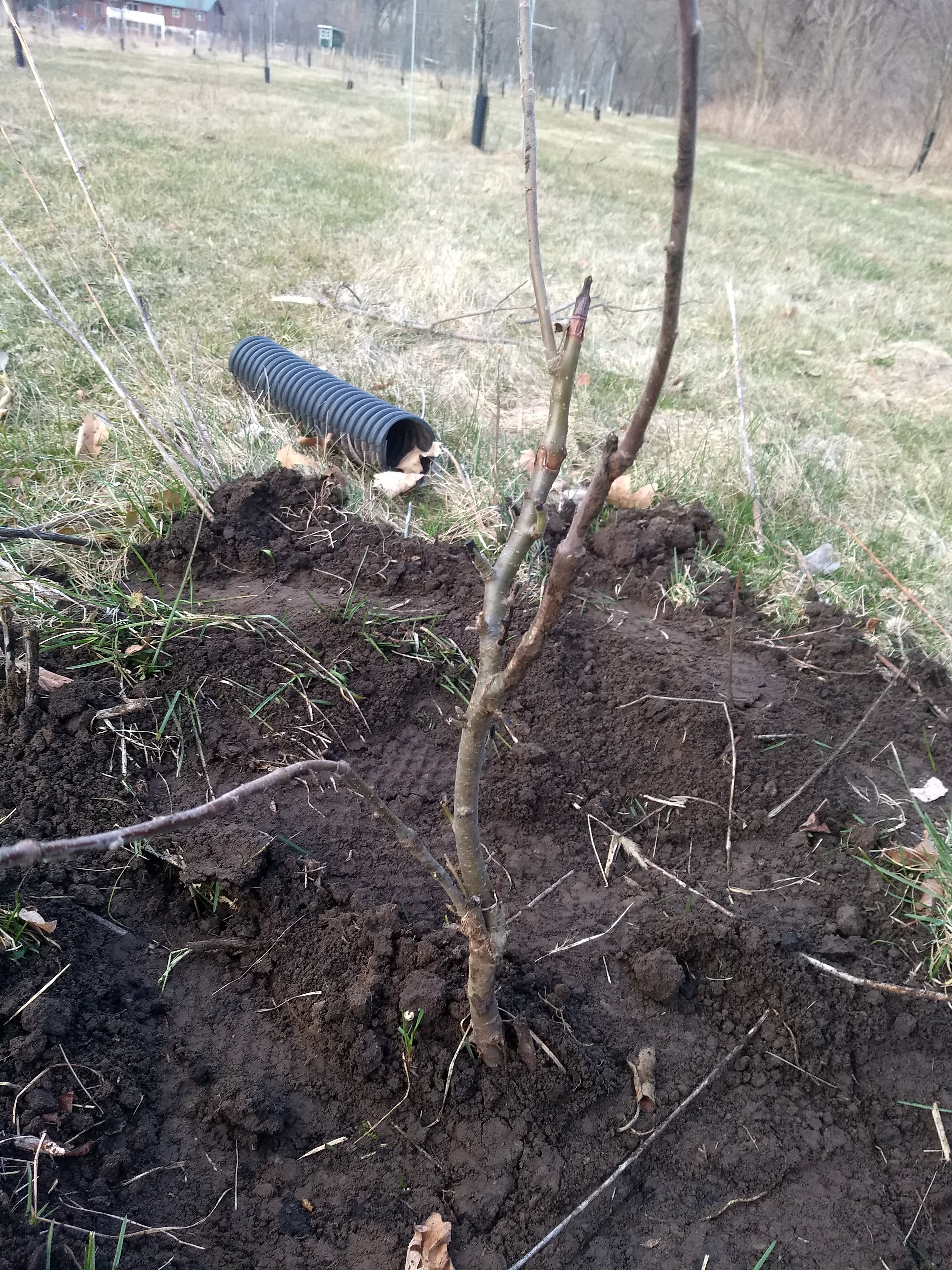 A year later, this apple graft is ready to be transplanted.  The saddle graft is clearly visible on the upper left stem. 