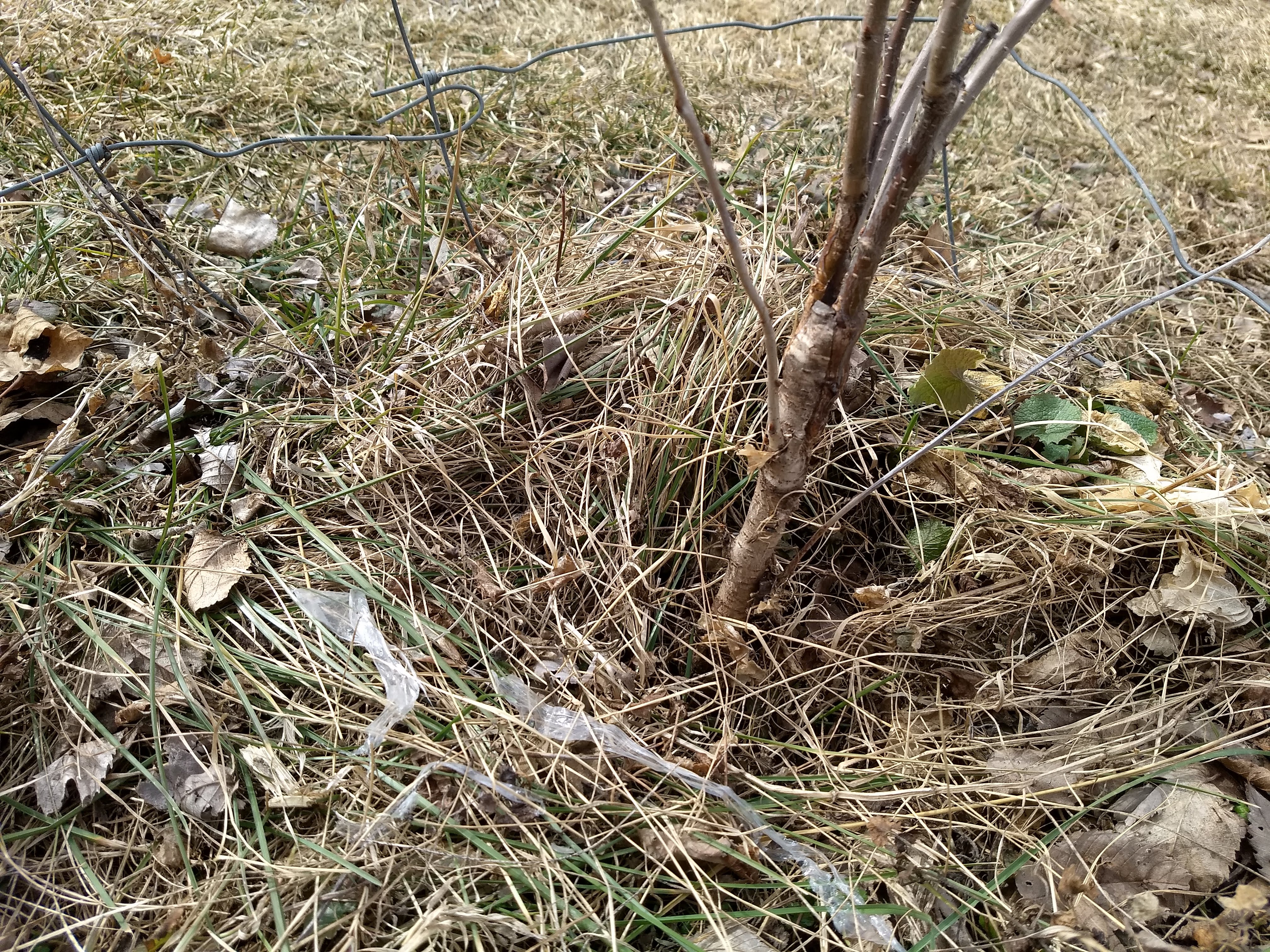 Sour cherry scion cleft grafted onto Mazzard rootstock. 