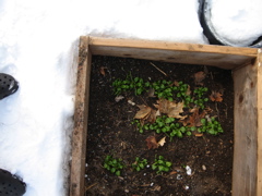 Spinach, in a cold frame surrounded by snow, in December.  I grew this spinach and then kept it alive through the winter with a cold frame.  It was amazing.