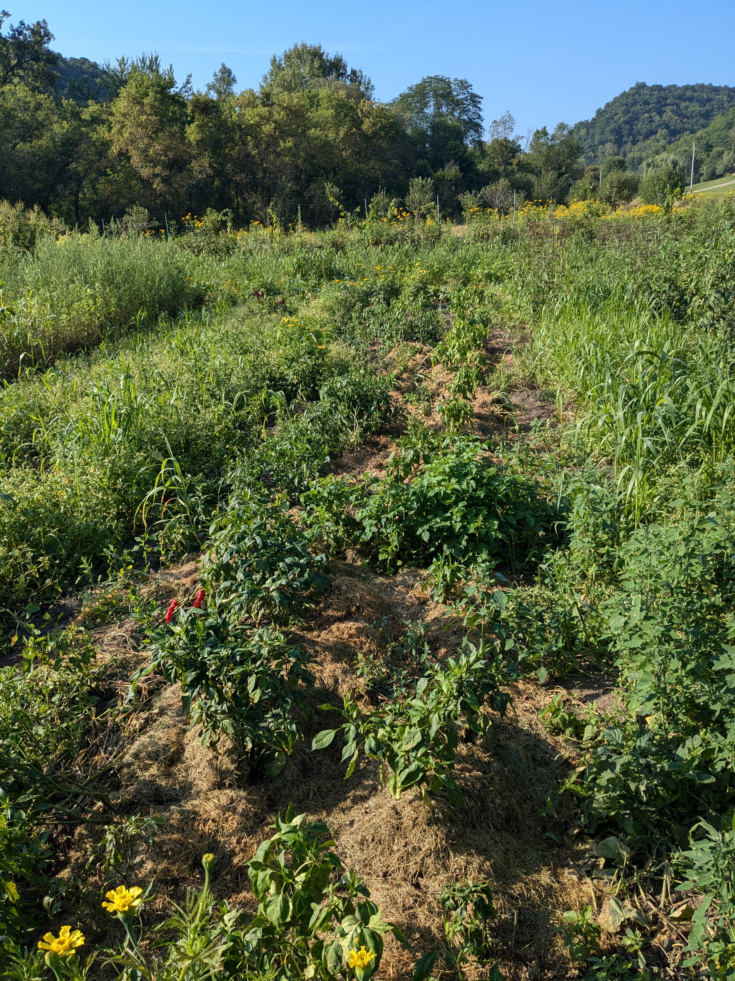 grass clipping mulch around Hot pepper plants in a weedy garden.