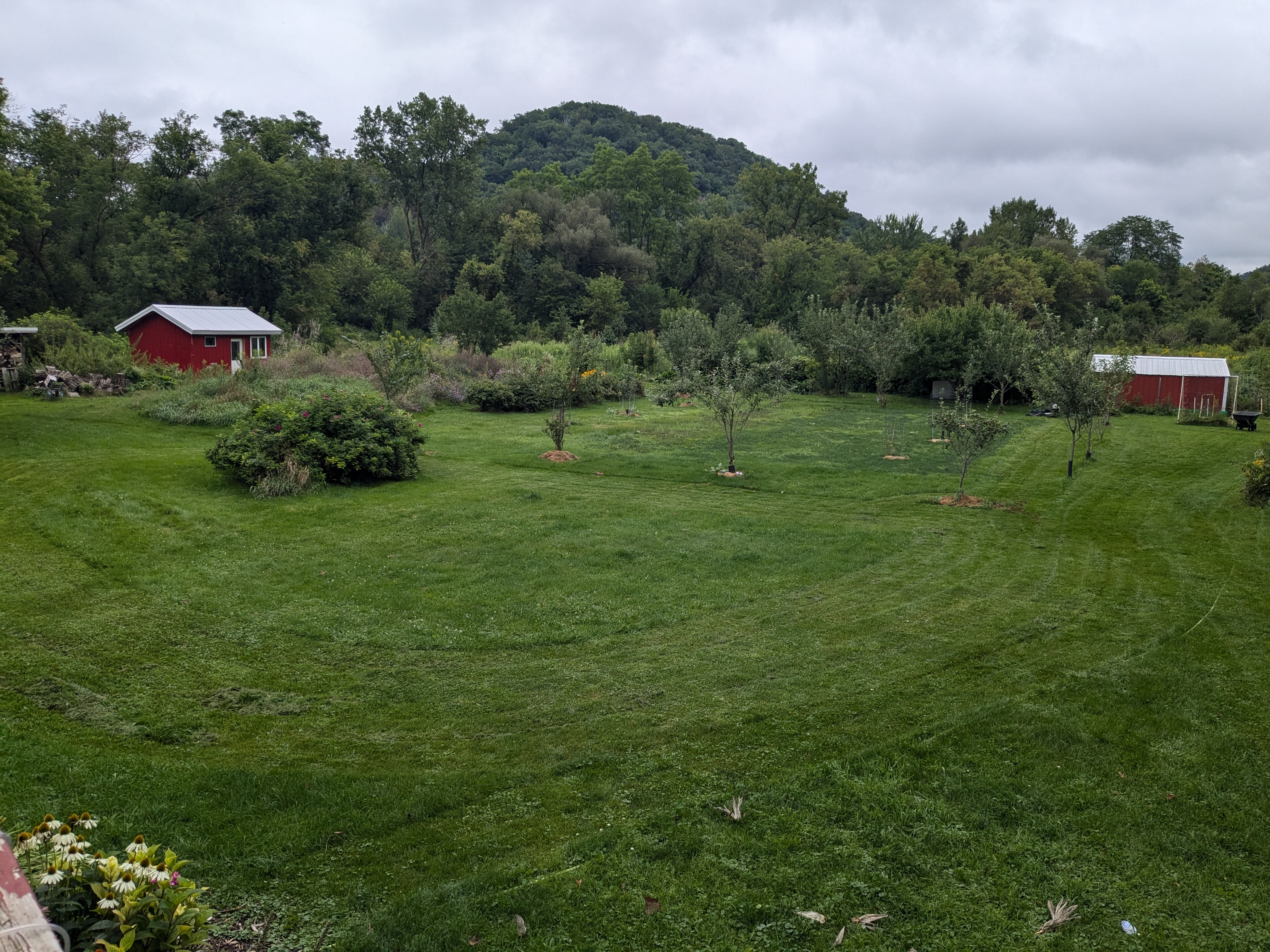 uneven grass from spreading lawn mowing over several days