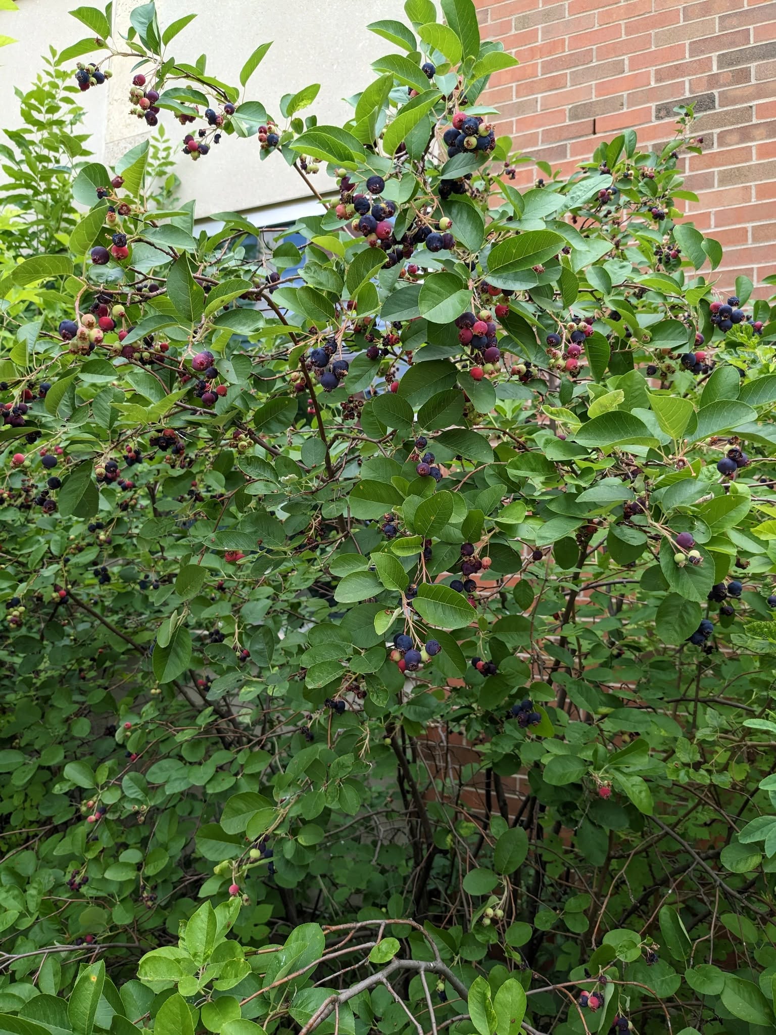 Serviceberry bush loaded with fruit outside the Geoscience/Physics office windows
