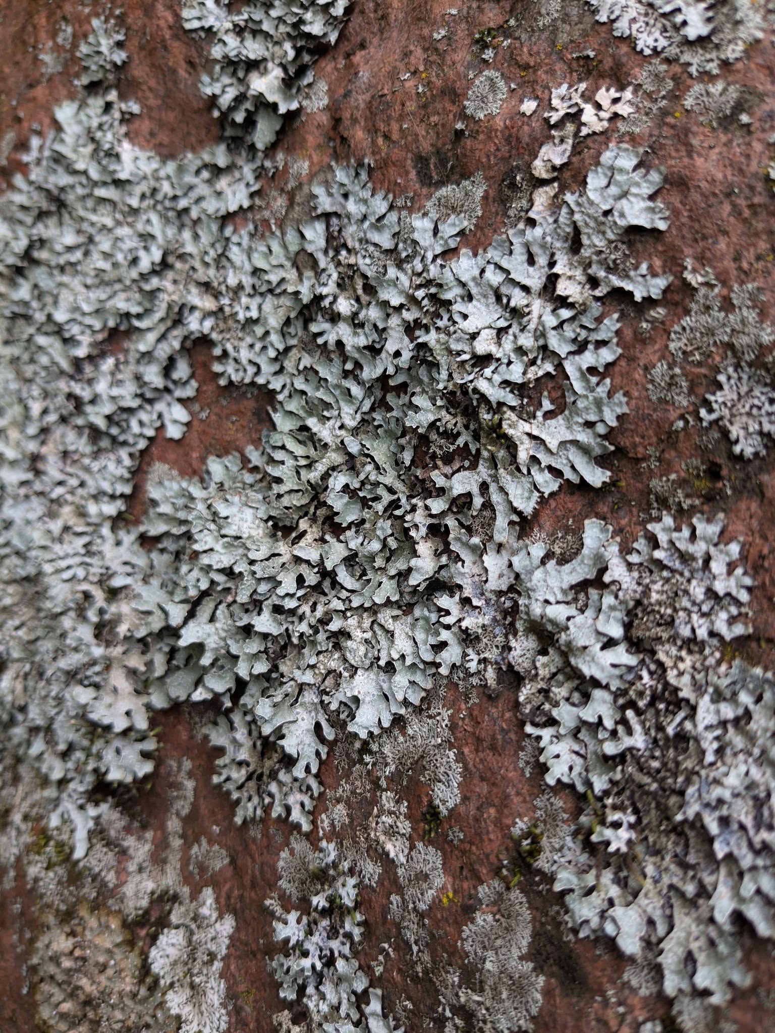 Lichen on a rock