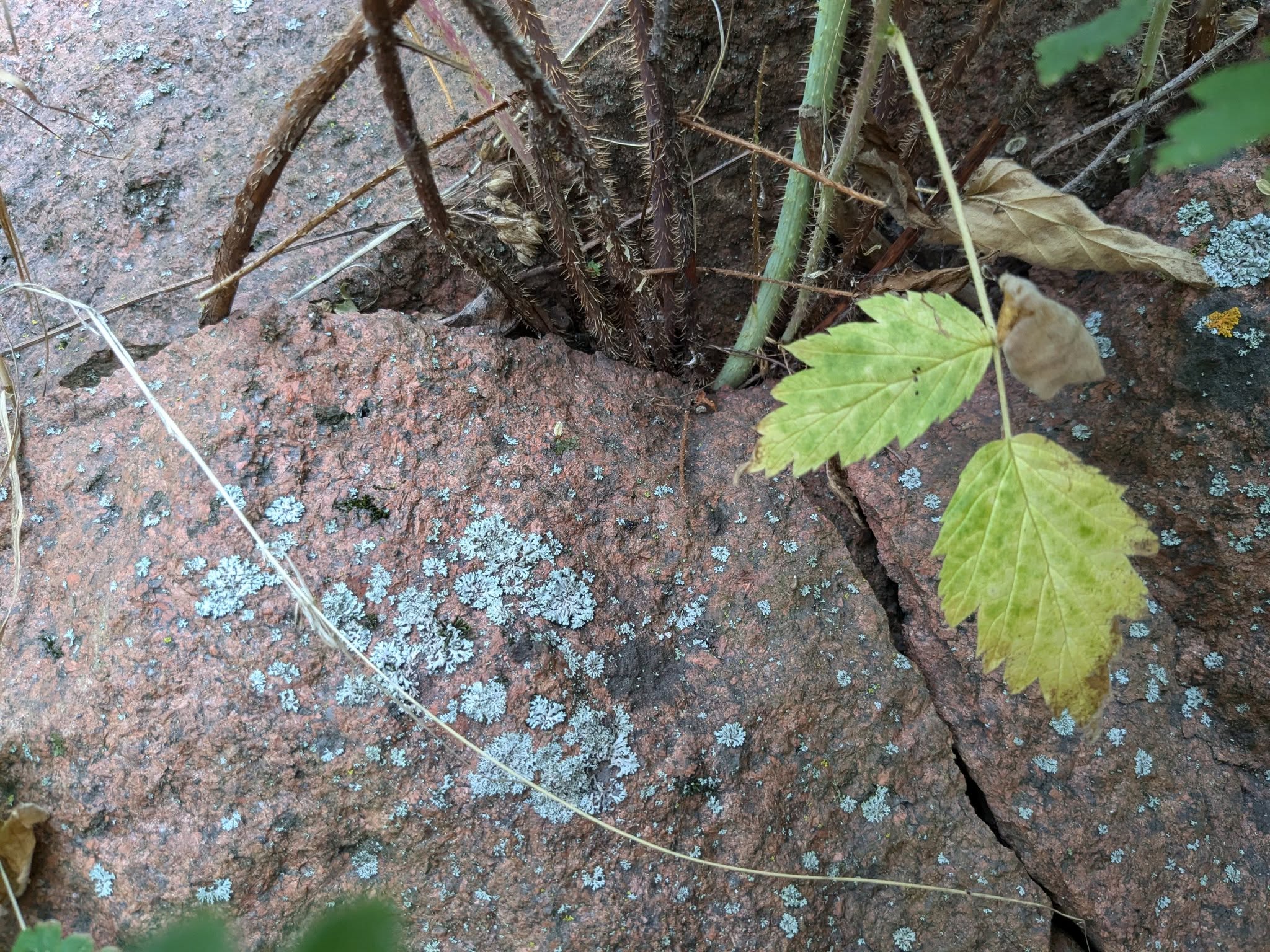 Multiple Lichen civilizations living on a rock.